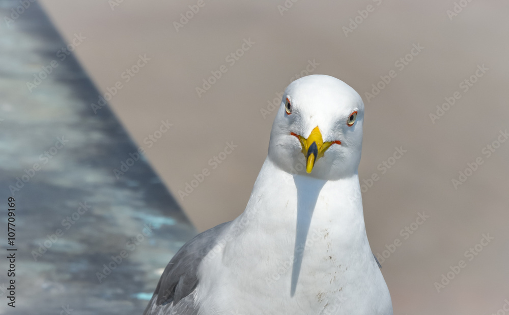 Ring-billed Gull (Larus delawarensis) pauses on a ledge. close up detailed face of very cocky bird as it looks with attitude directly at the camera. Ring-billed Gull (Larus delawarensis) pauses on a ledge. close up detailed face of very cocky bird as it looks with attitude directly at the camera.