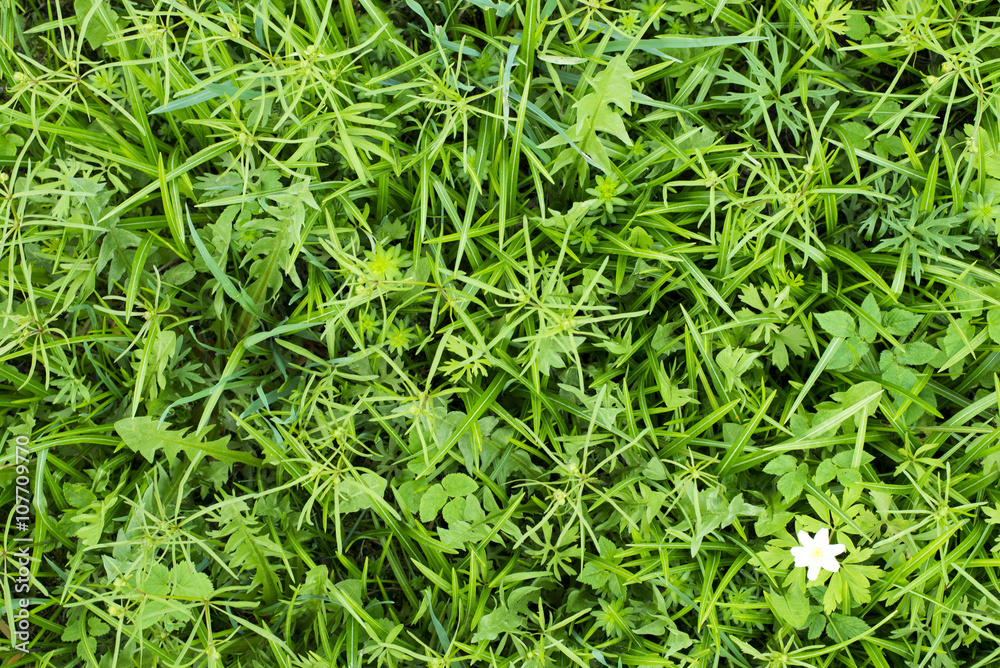 Green tropical leaves Green tropical leaves