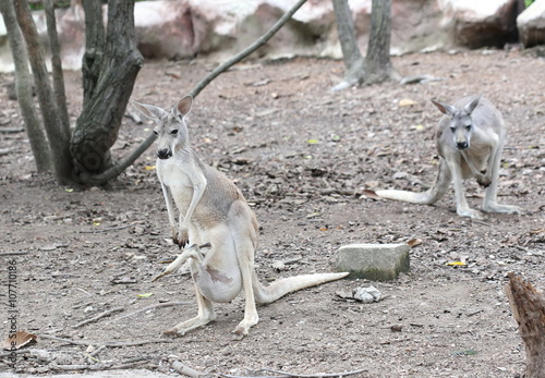 kangaroo with baby in bag