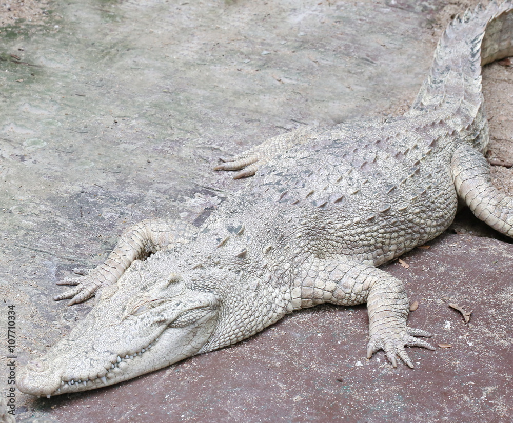 Obraz premium white crocodile ,albino