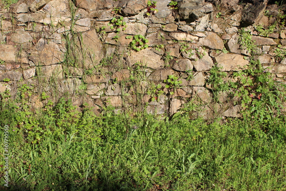 Fototapeta premium field photo