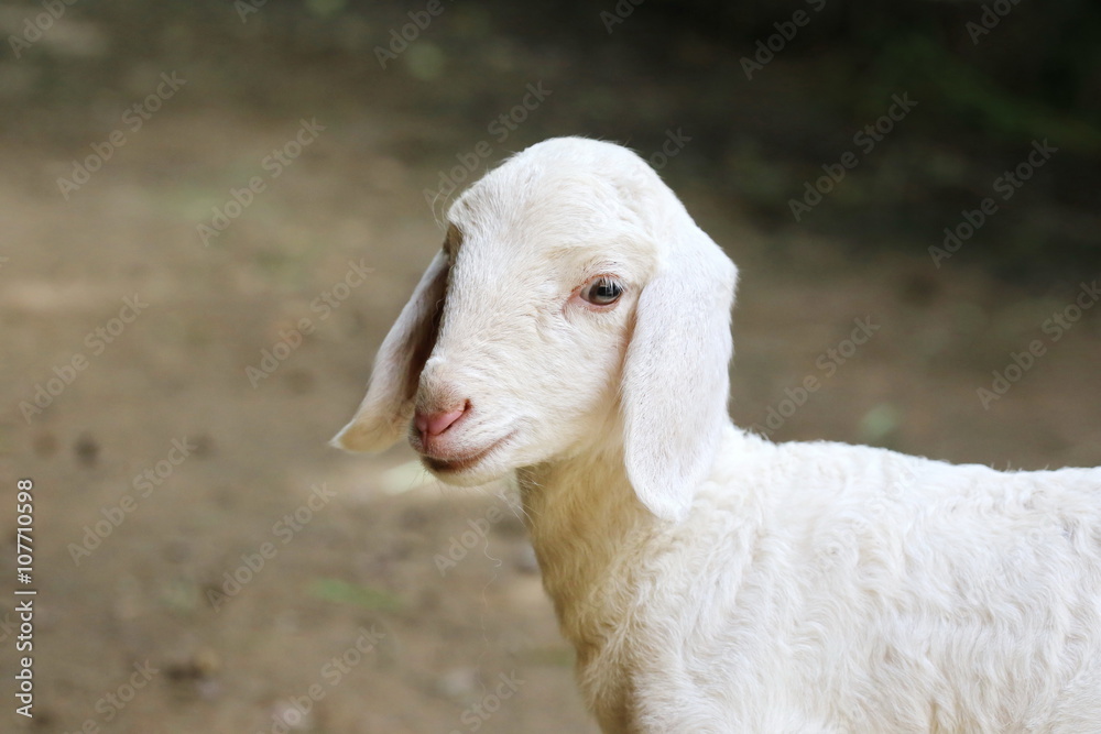 Obraz premium new born sheep,Abandoned new-born lamb