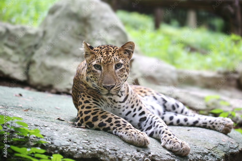 leopard leopard