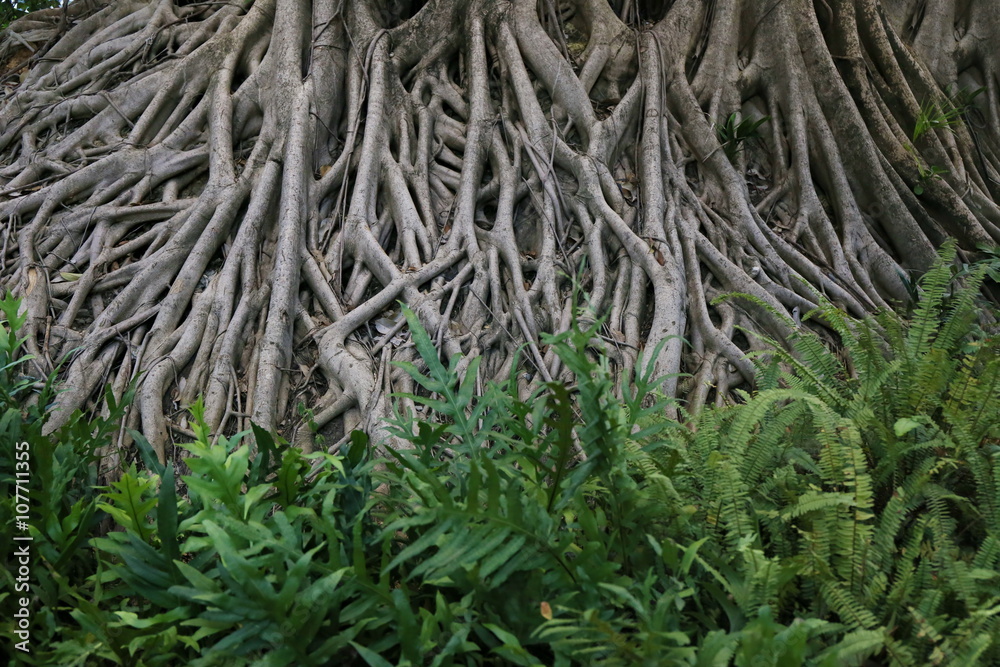big banyan tree root big banyan tree root