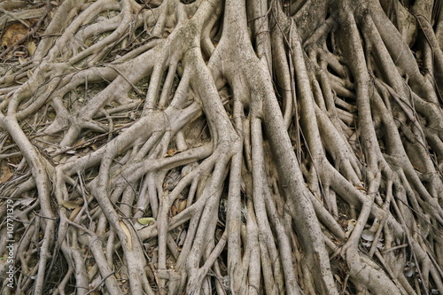 big banyan tree root