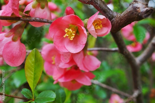 Pink blooms of flowering quince chaenomeles shrub