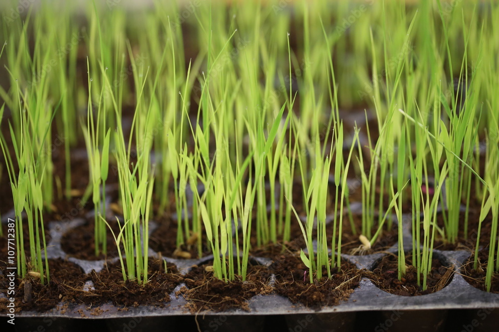 Rice seedling in tray planting Rice seedling in tray planting