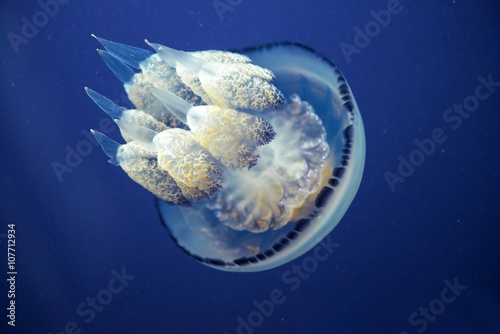 meduza-poruszajaca-sie-w-morzu