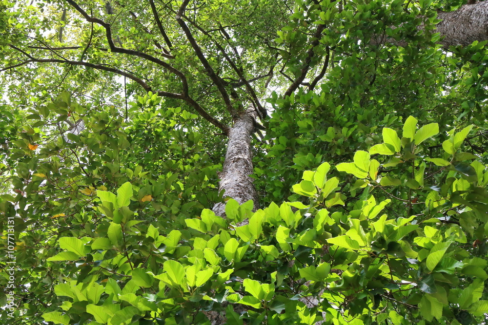 Fototapeta premium Dipterocapus tree, big tree in deep forest