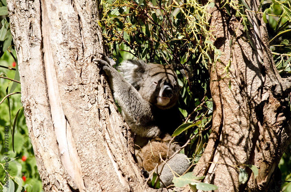 Fototapeta premium joey koala
