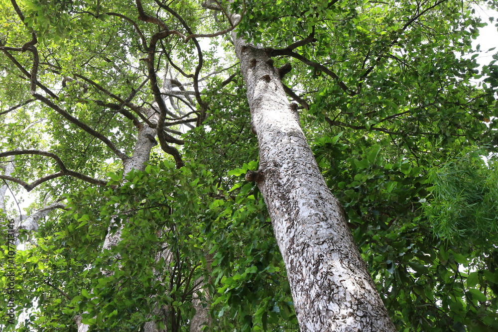 Fototapeta premium Dipterocapus tree, big tree in deep forest