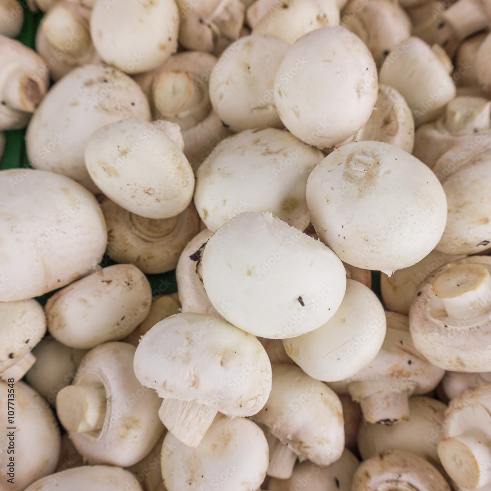 fresh champignons. Champignon mushrooms background fresh champignons. Champignon mushrooms background