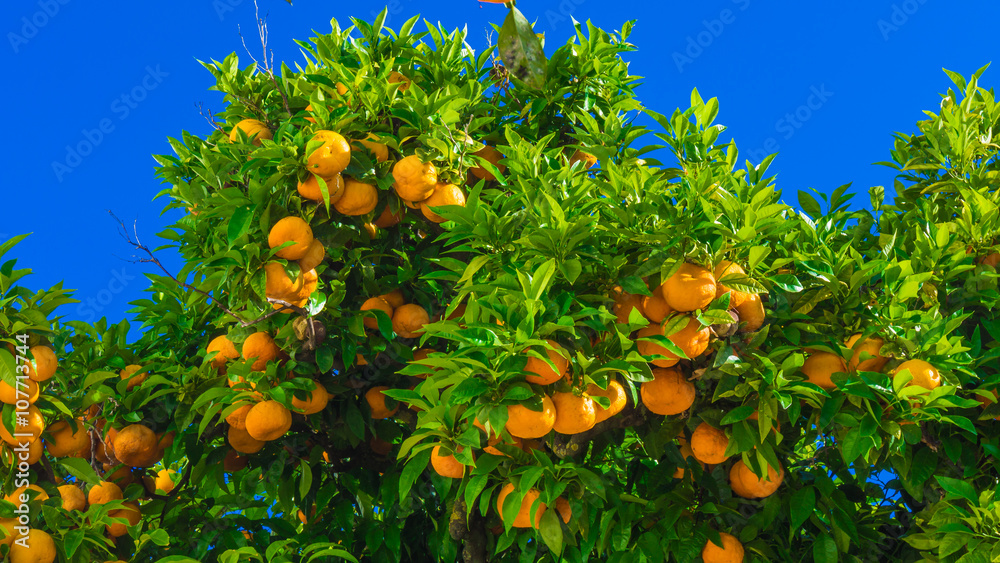 mandarin fruits on a tree. Orange tree. fresh orange on plant mandarin fruits on a tree. Orange tree. fresh orange on plant