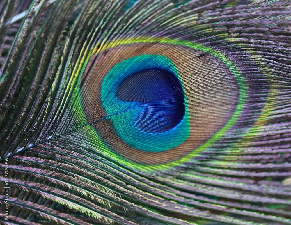 Obraz premium macro peacock feather