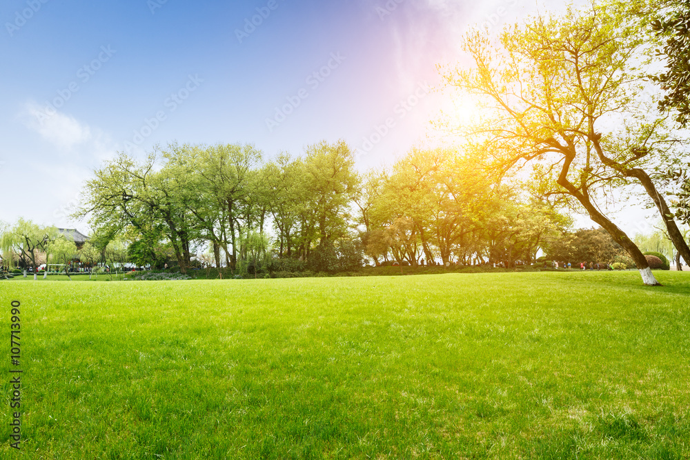 The beautiful green lawn in the spring park The beautiful green lawn in the spring park