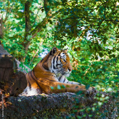 Fototapeta Naklejka Na Ścianę i Meble -  Tiger in forest