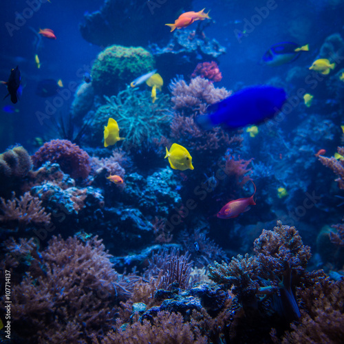 tropical Fish.  Underwater world © EwaStudio
