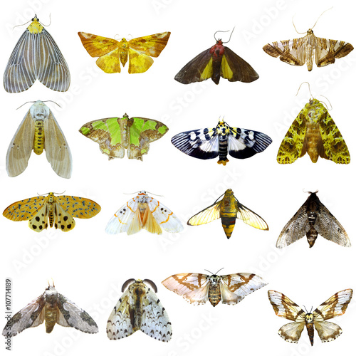 Collection of beautiful tropical butterflies isolated on white photo