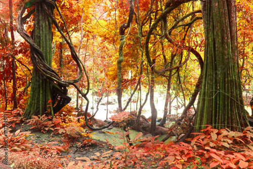 autumn tree, deep forest