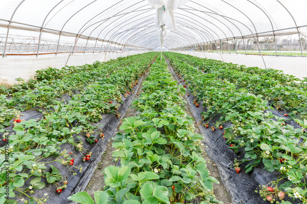 Ripe strawberry fruit grows in the plantation Ripe strawberry fruit grows in the plantation