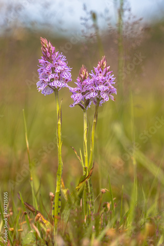 Wild heath spotted-orchid