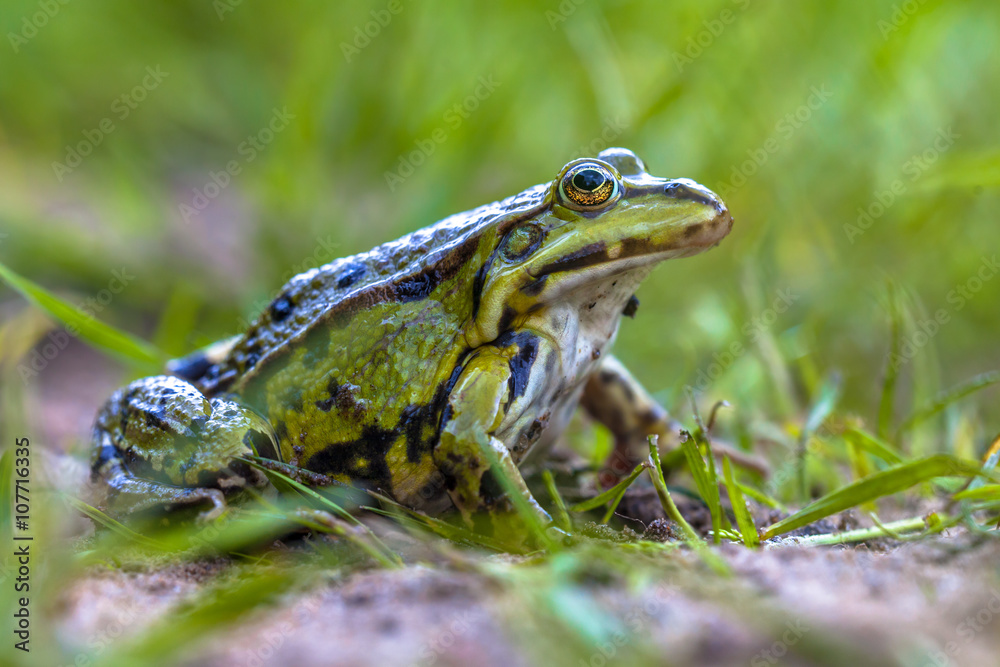 Fototapeta premium Green frog lawn