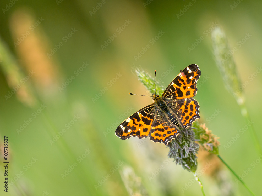 Butterfly Warming its Wings in the Sun Butterfly Warming its Wings in the Sun