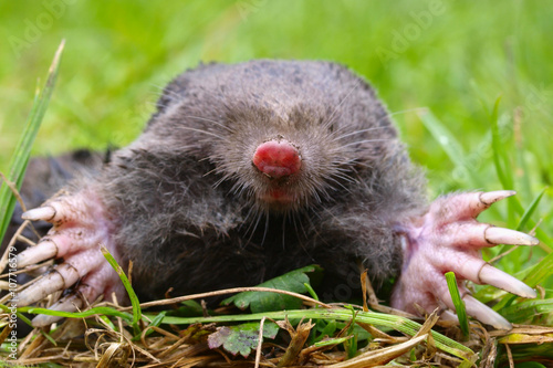 Mole Head