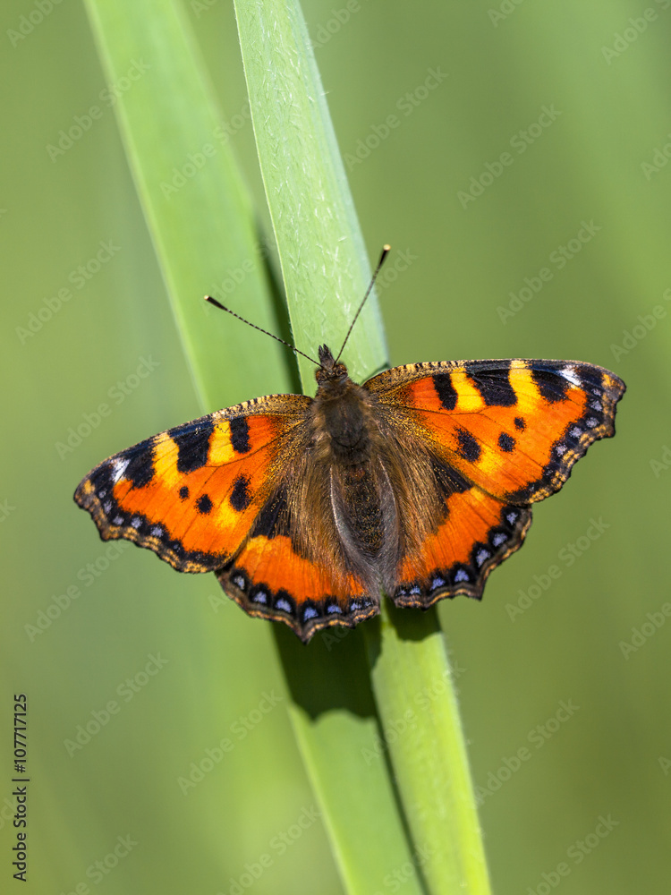 Obraz premium Resting Small tortoiseshell