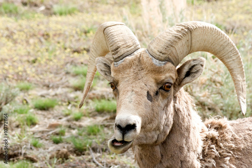 Big Horn Sheep Chewing 