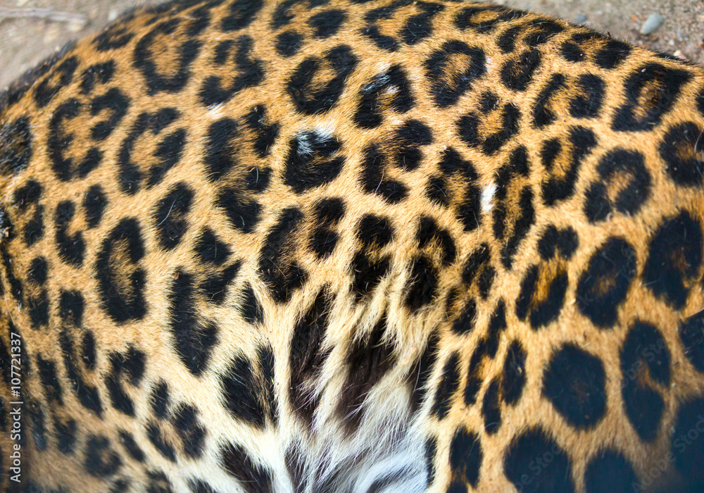 Fototapeta premium leopard fur