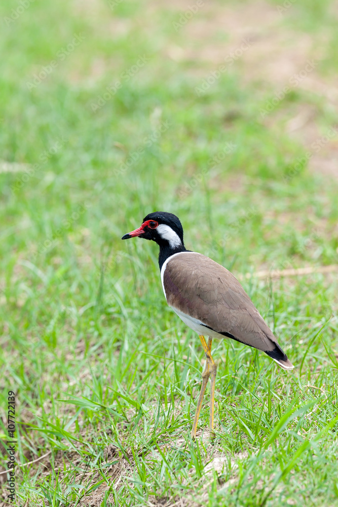 Red-wattled lapwing