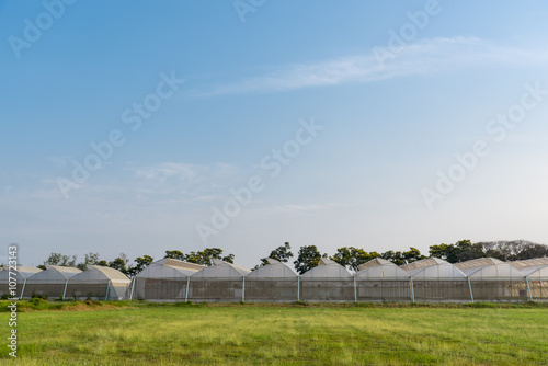 Agriculture plantation with greenhouse
