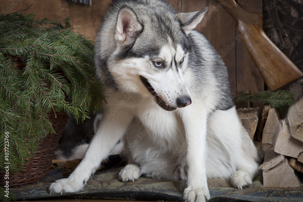 Purebred Siberian Husky dog indoors