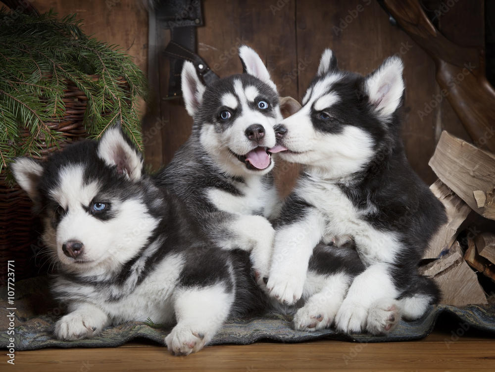 Portrait of three Husky puppies