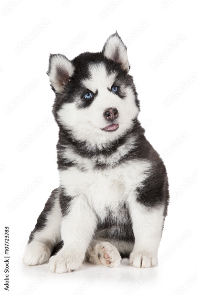 Siberian Husky puppy dog
