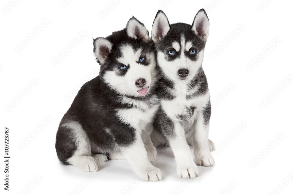 Husky puppies over white