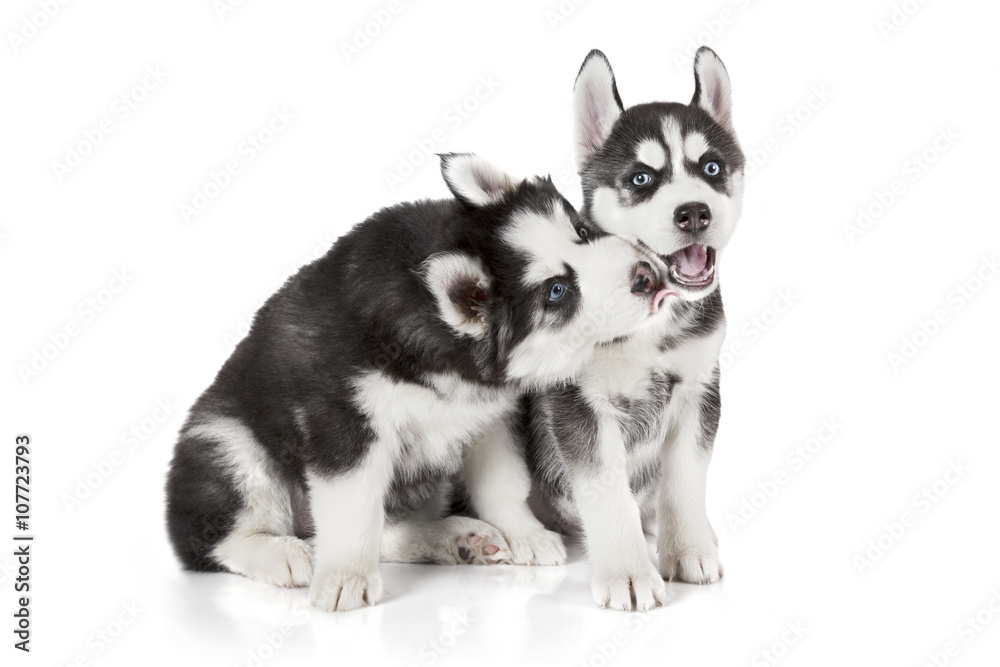 Husky puppies isolated on white