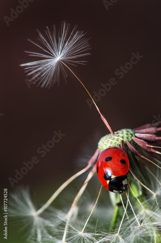 Ladybug and dandelion © ValentinValkov