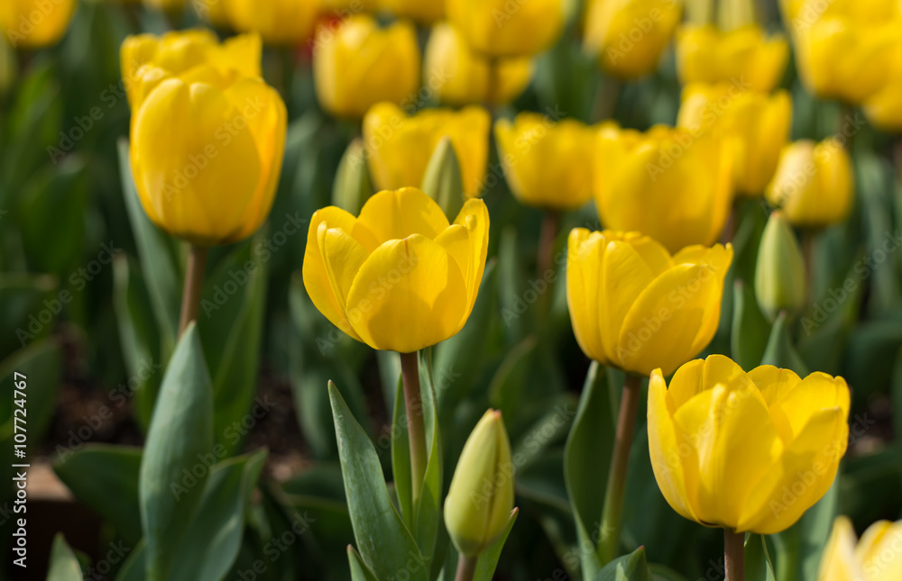Tulip. Beautiful bouquet of tulips. colorful tulips. tulips in spring,colourful tulip Tulip. Beautiful bouquet of tulips. colorful tulips. tulips in spring,colourful tulip