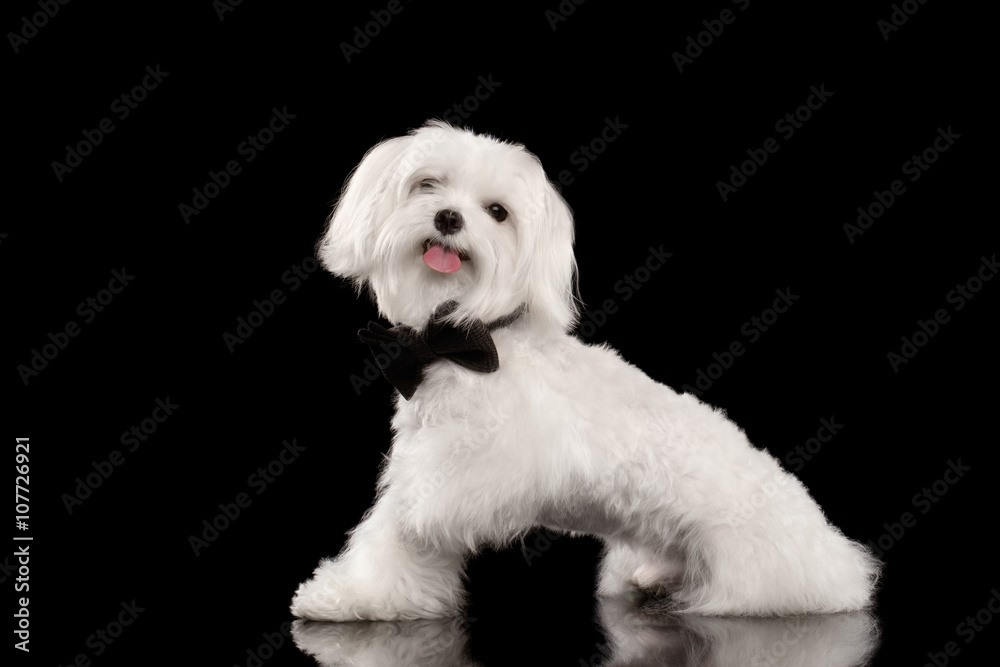 White Maltese Dog Sitting and Happy Looking in Camera isolated White Maltese Dog Sitting and Happy Looking in Camera isolated