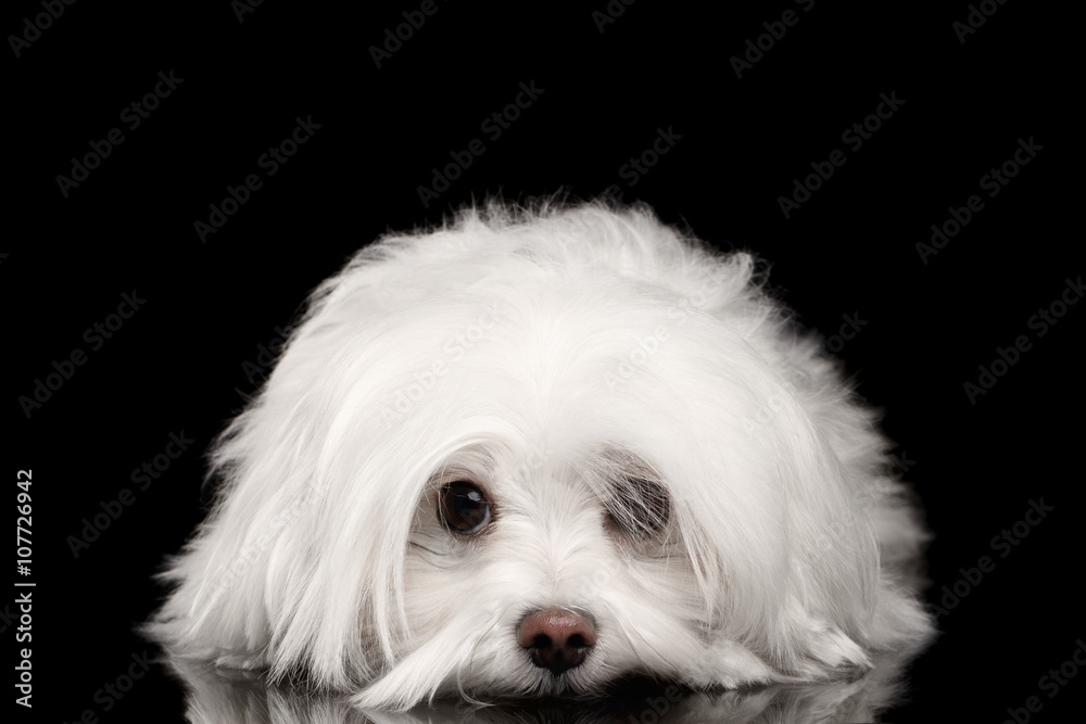 White Maltese Dog Lying, sad eyes Looking in Camera isolated White Maltese Dog Lying, sad eyes Looking in Camera isolated