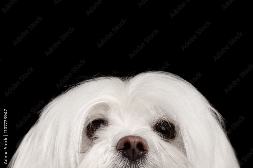 Closeup Nosey White Maltese Dog Looking in Camera isolated Black Closeup Nosey White Maltese Dog Looking in Camera isolated Black