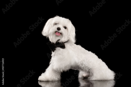 White Maltese Dog Sitting and Happy Looking in Camera isolated