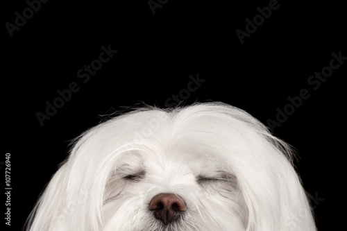 Closeup Dreaming White Maltese Dog with closed eyes isolated Black