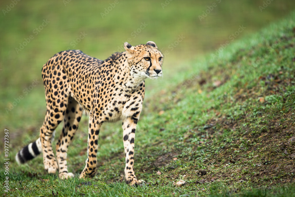 Cheetah (Acinonyx jubatus) Cheetah (Acinonyx jubatus)