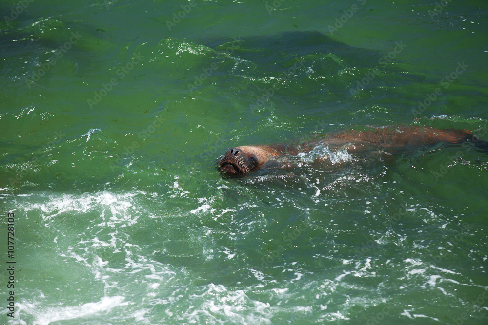 Obraz premium sea lion swimming in the ocean