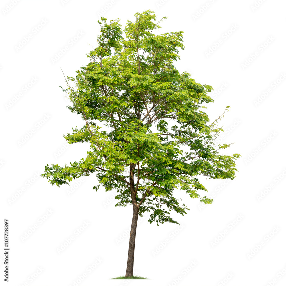 Obraz premium Odosobnione drzewo na białym tle