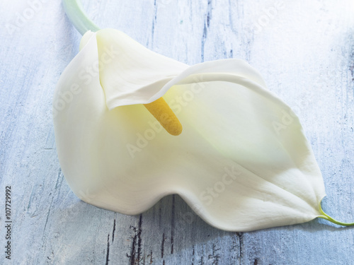 Fototapeta Naklejka Na Ścianę i Meble -  calla lilly