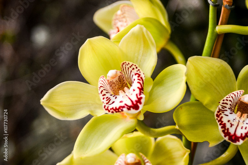 Blooming Flower Background photo